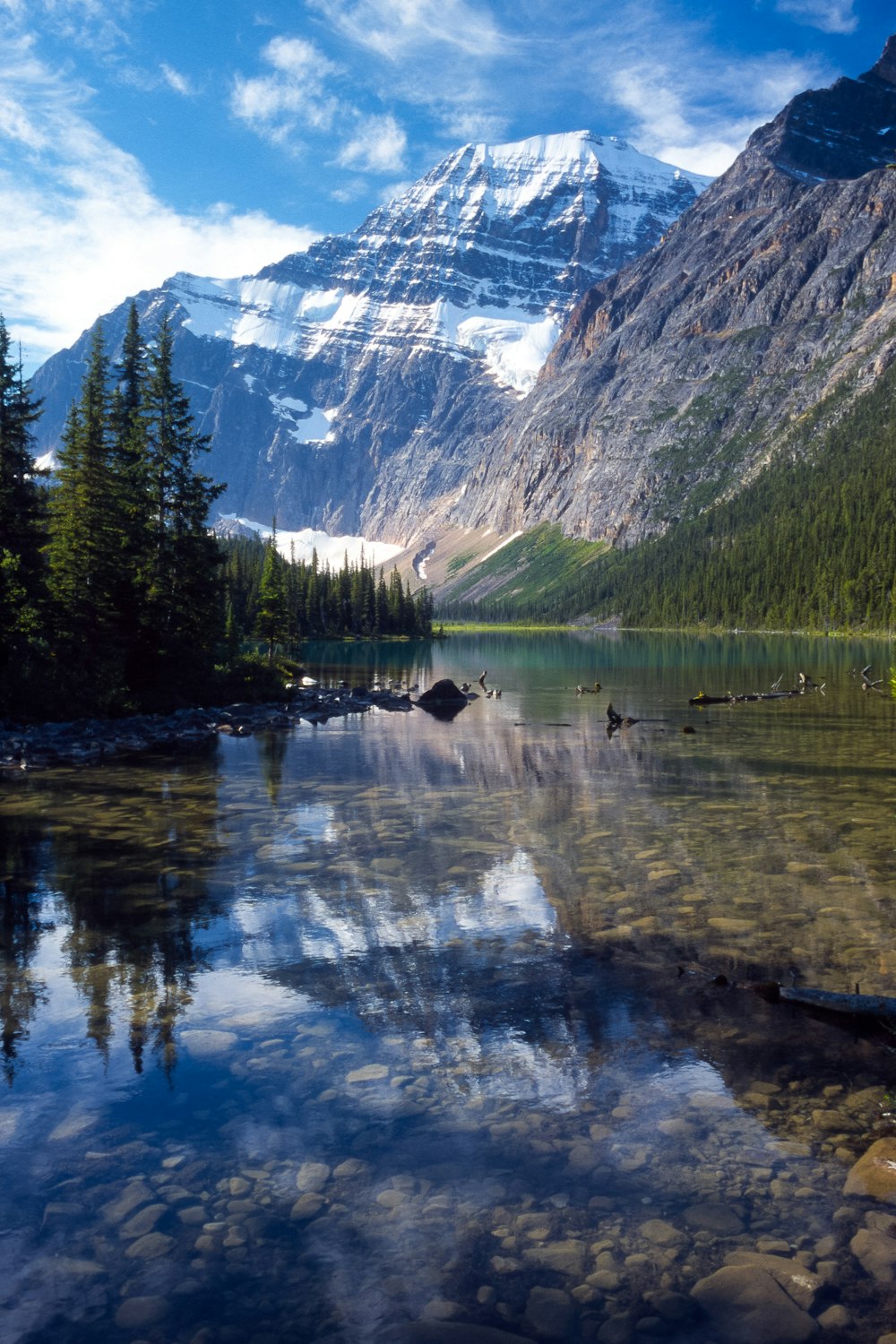 green pine trees near lake and mountain