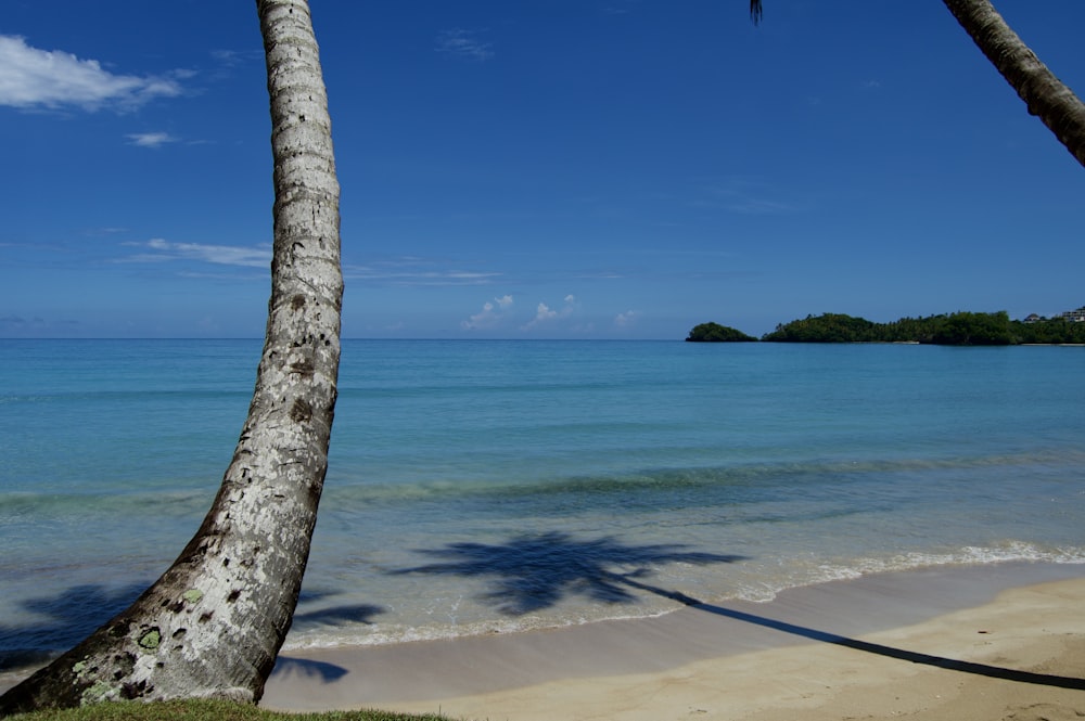 brown tree trunk on beach during daytime