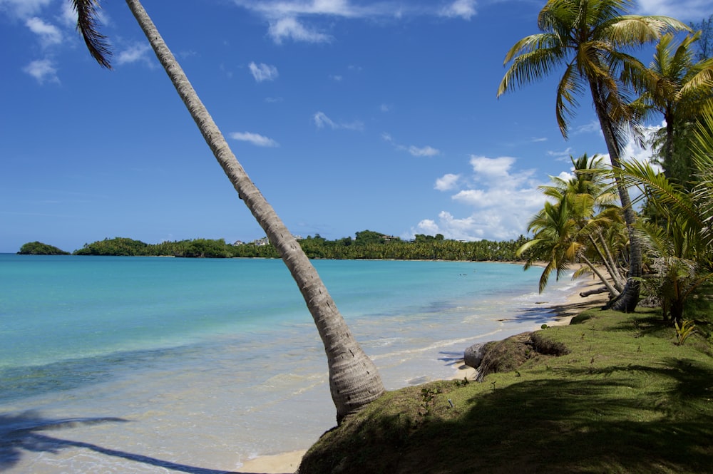 coconut tree on beach shore during daytime