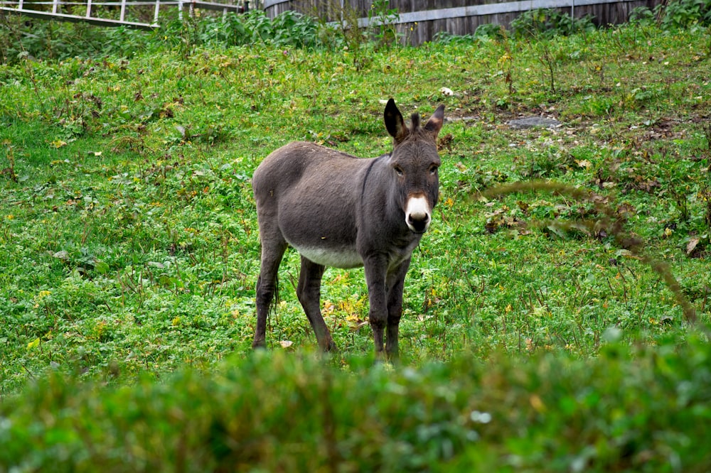 a donkey is standing in a grassy field