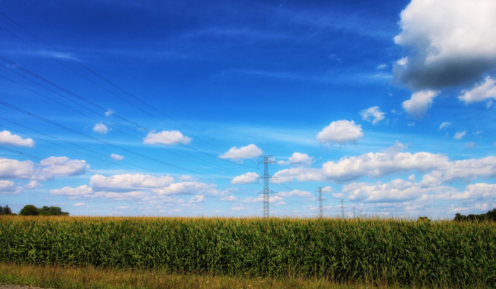 green grass field under blue sky during daytime