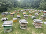 Multiple beehives are scattered across a grassy field surrounded by dense green foliage. The beehives are rectangular, with some stacks showing a variety of muted colors like blue, yellow, and natural wood. The area is quiet and appears to be a serene natural environment.