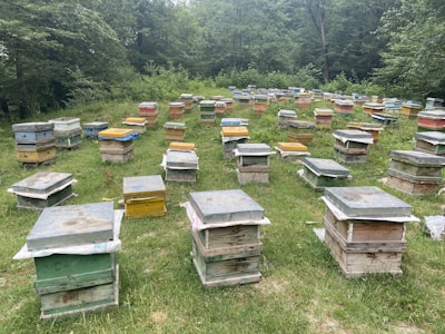 Multiple beehives are scattered across a grassy field surrounded by dense green foliage. The beehives are rectangular, with some stacks showing a variety of muted colors like blue, yellow, and natural wood. The area is quiet and appears to be a serene natural environment.