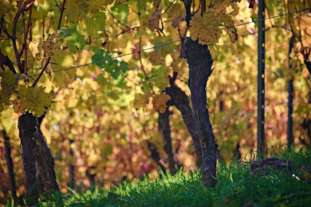 yellow leaves on green grass during daytime