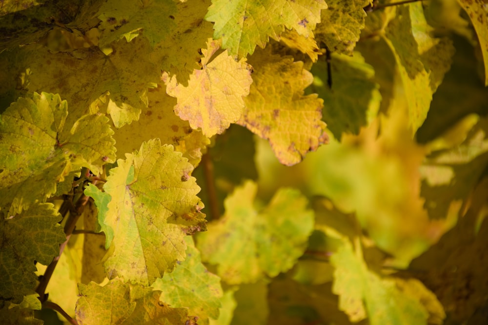 yellow maple leaf in close up photography