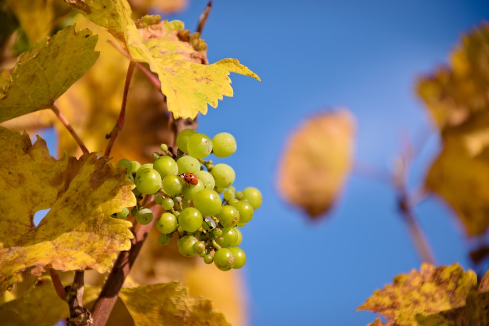 green round fruits on tree branch during daytime