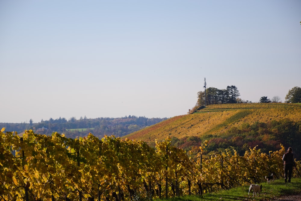 green trees on hill under white sky during daytime