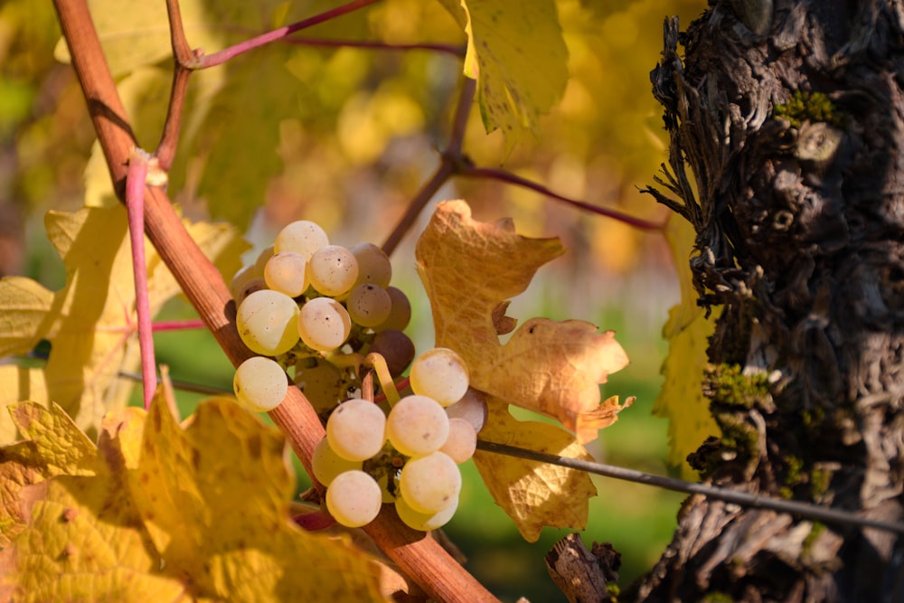 white round fruits on tree