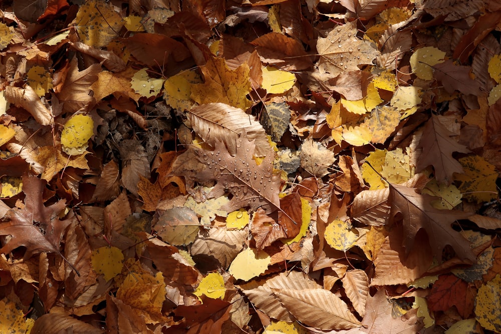 Feuilles séchées brunes sur le sol