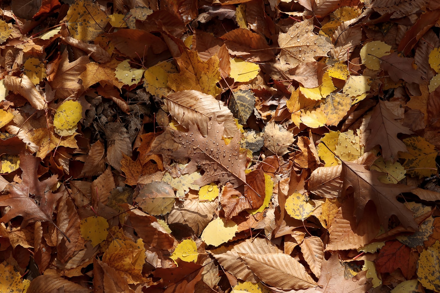 Autumn Leaves on the floor