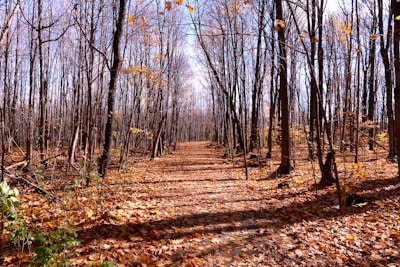 brown trees on brown dried leaves on ground during daytime