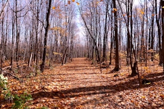 brown trees on brown dried leaves on ground during daytime