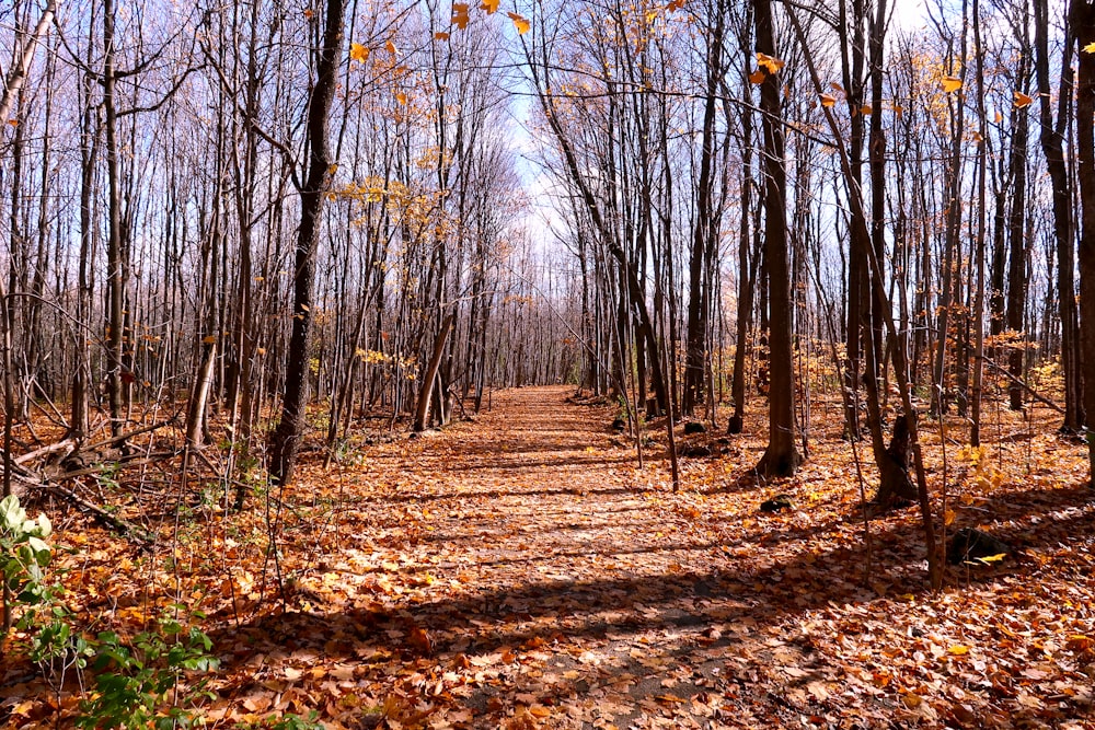 brown trees on brown dried leaves on ground during daytime