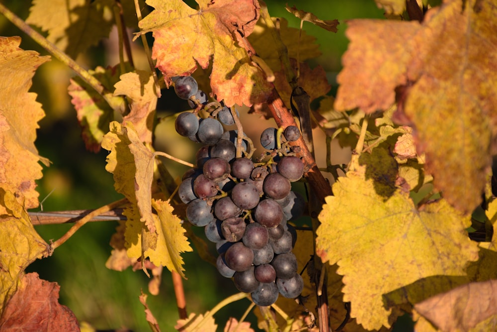 purple grapes in tilt shift lens