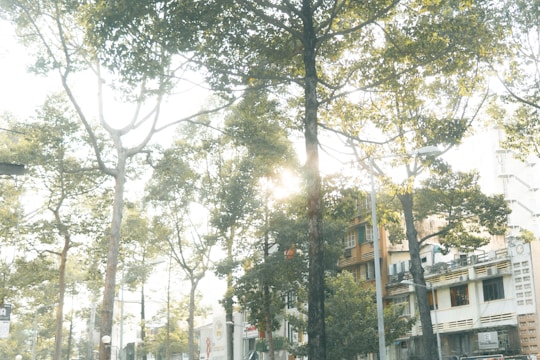 A creative urban scene blending green foliage with modern architecture under soft natural light.