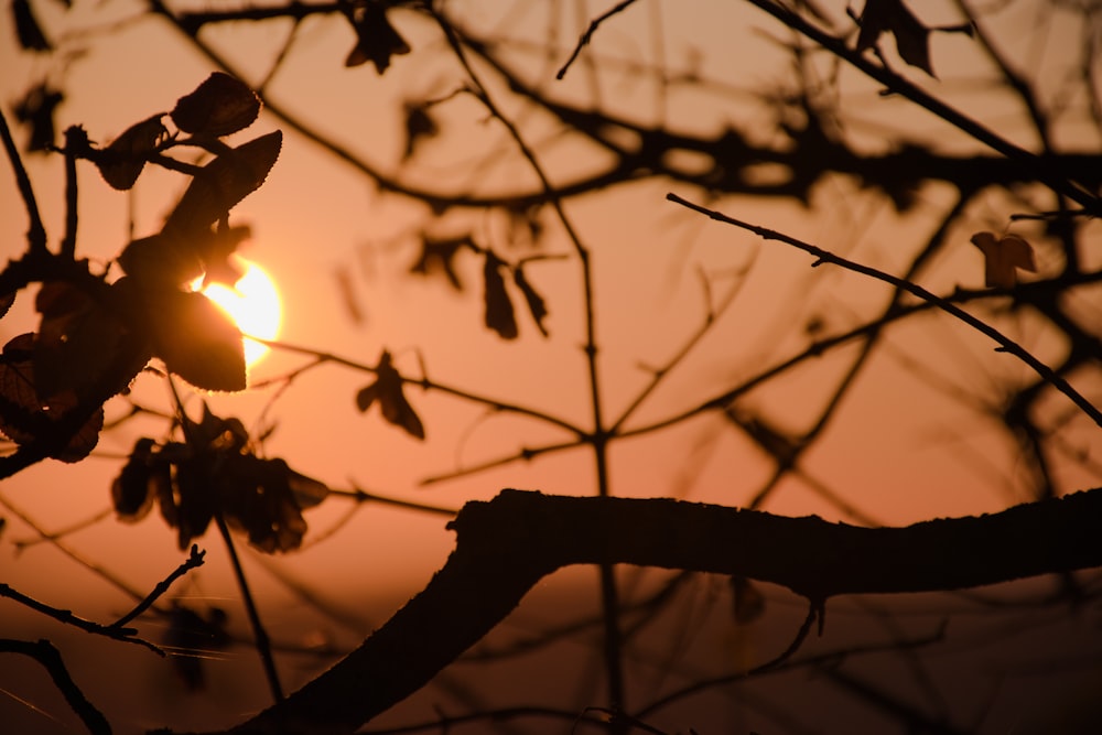 silhouette of tree branch during sunset
