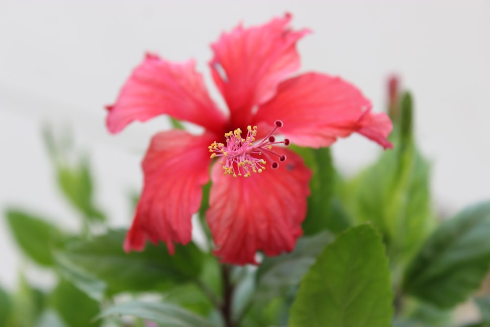 red flower in tilt shift lens