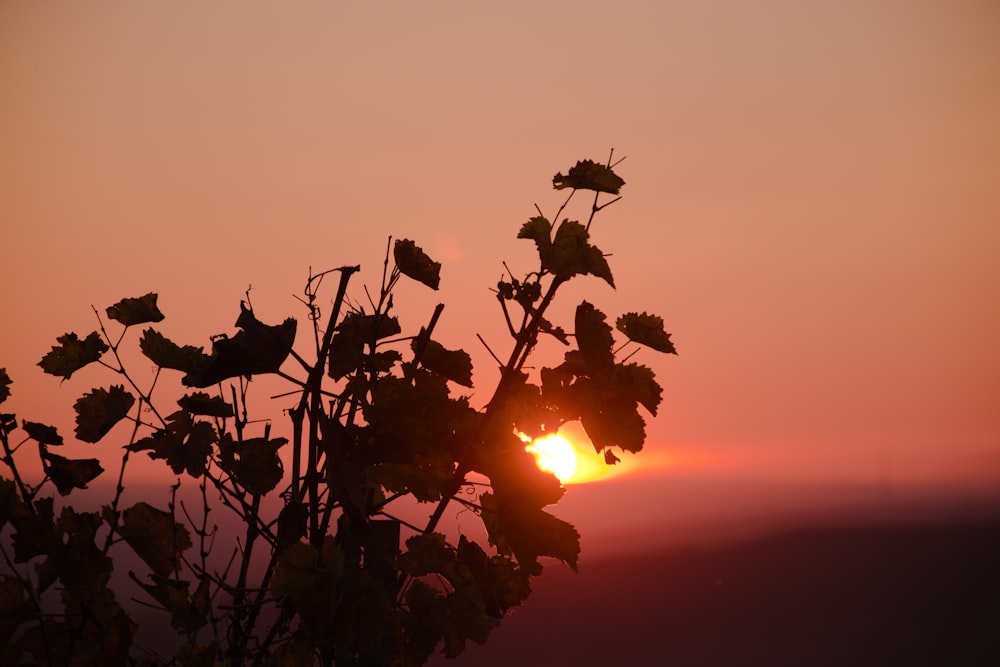 silhouette of plants during sunset