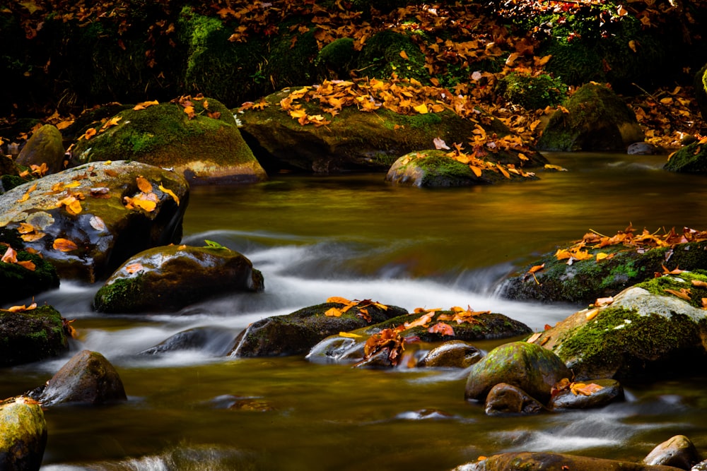 green moss on rocky river