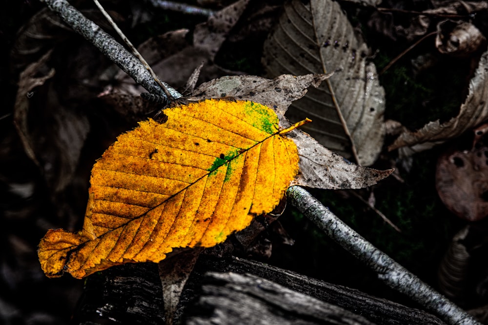 folhas marrons e verdes no galho marrom da árvore