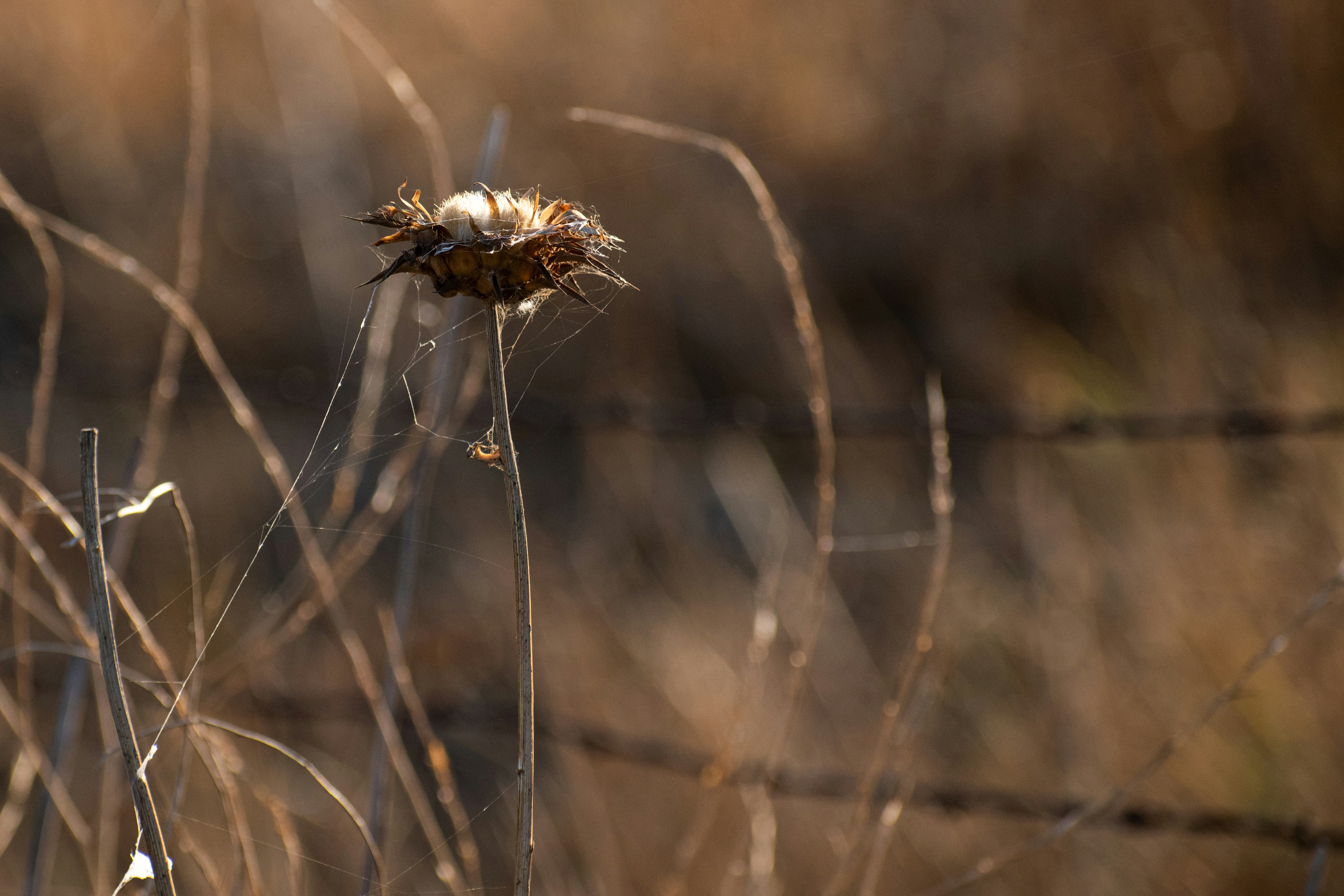 Photo by elisastonephotography