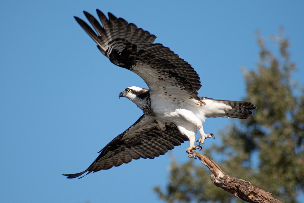 white and brown eagle on brown tree branch during daytime