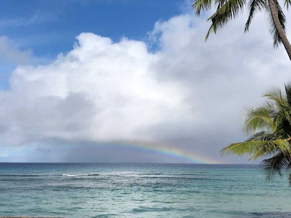 green palm tree near sea under white clouds and blue sky during daytime