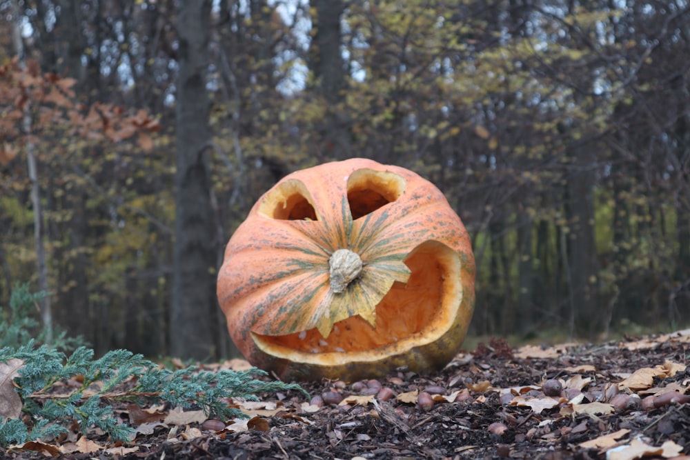orange pumpkin on ground surrounded by trees during daytime