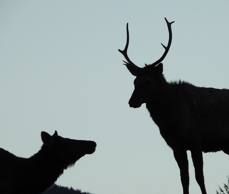 Bull elk crossing a mountain meadow in western United States