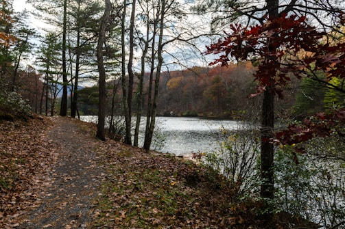 A scenic trail surrounded by autumn leaves, perfect for a 5k run.