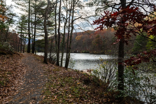 A scenic view of a forest trail in autumn.