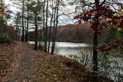A scenic trail winds through a forested area alongside a calm body of water, with trees in the foreground displaying autumn foliage. The background reveals a hillside covered in trees, with leaves in various shades of red, orange, and green.