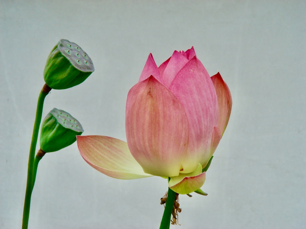 pink flower with green leaves