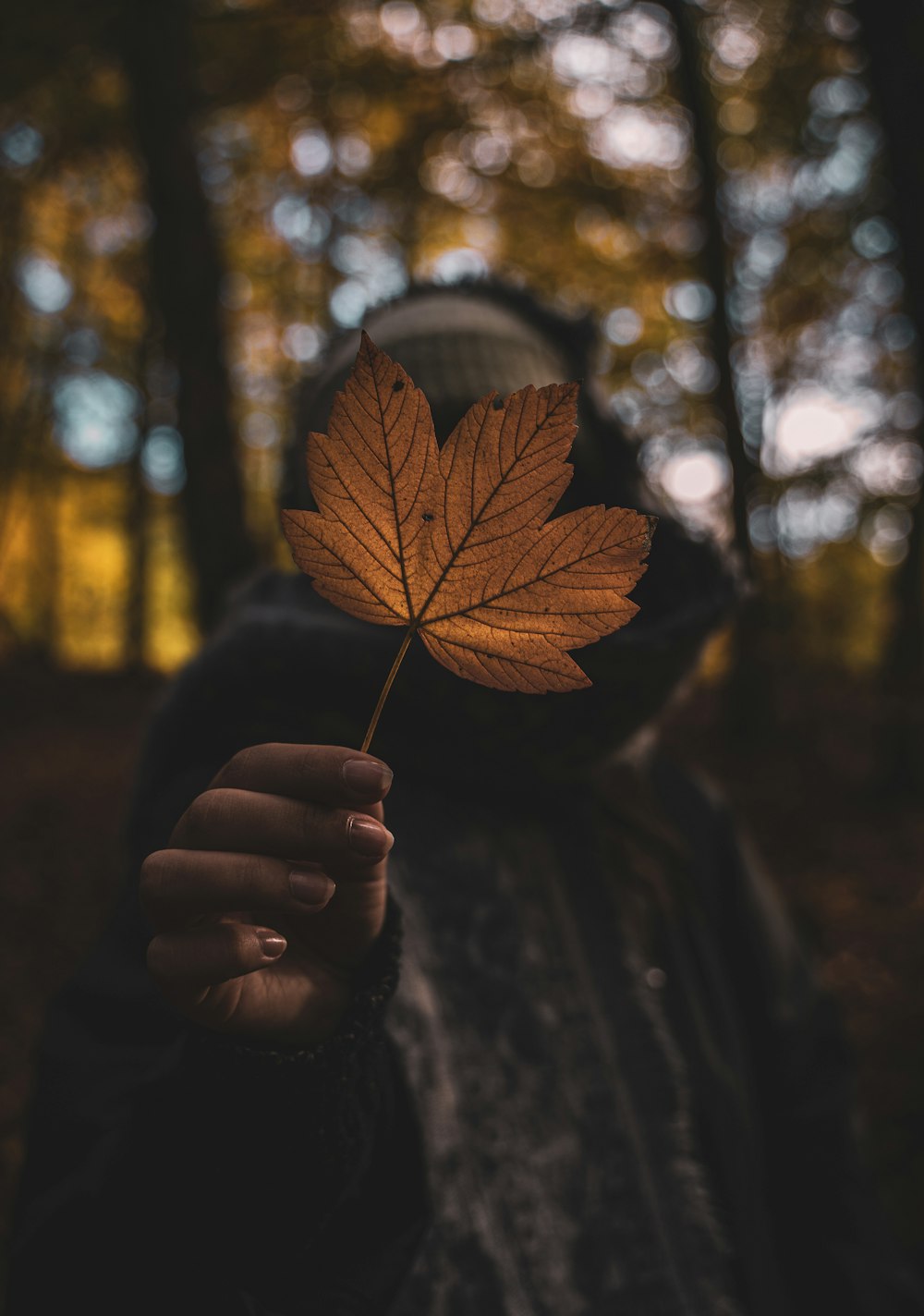 person holding brown leaf during daytime