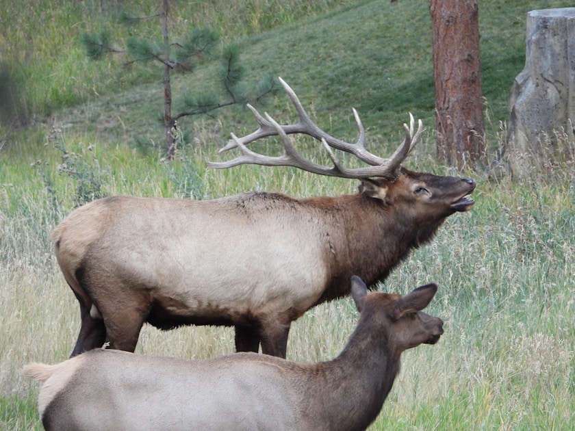 Bull elk in summer mountain meadow during velvet period before hunting season