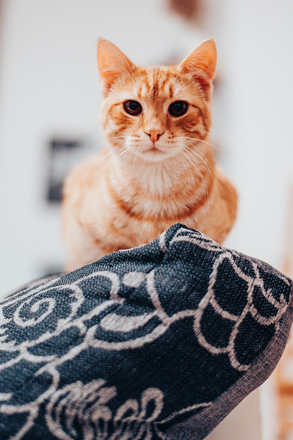 Orange Tabby Cat auf schwarz-weißem Textil