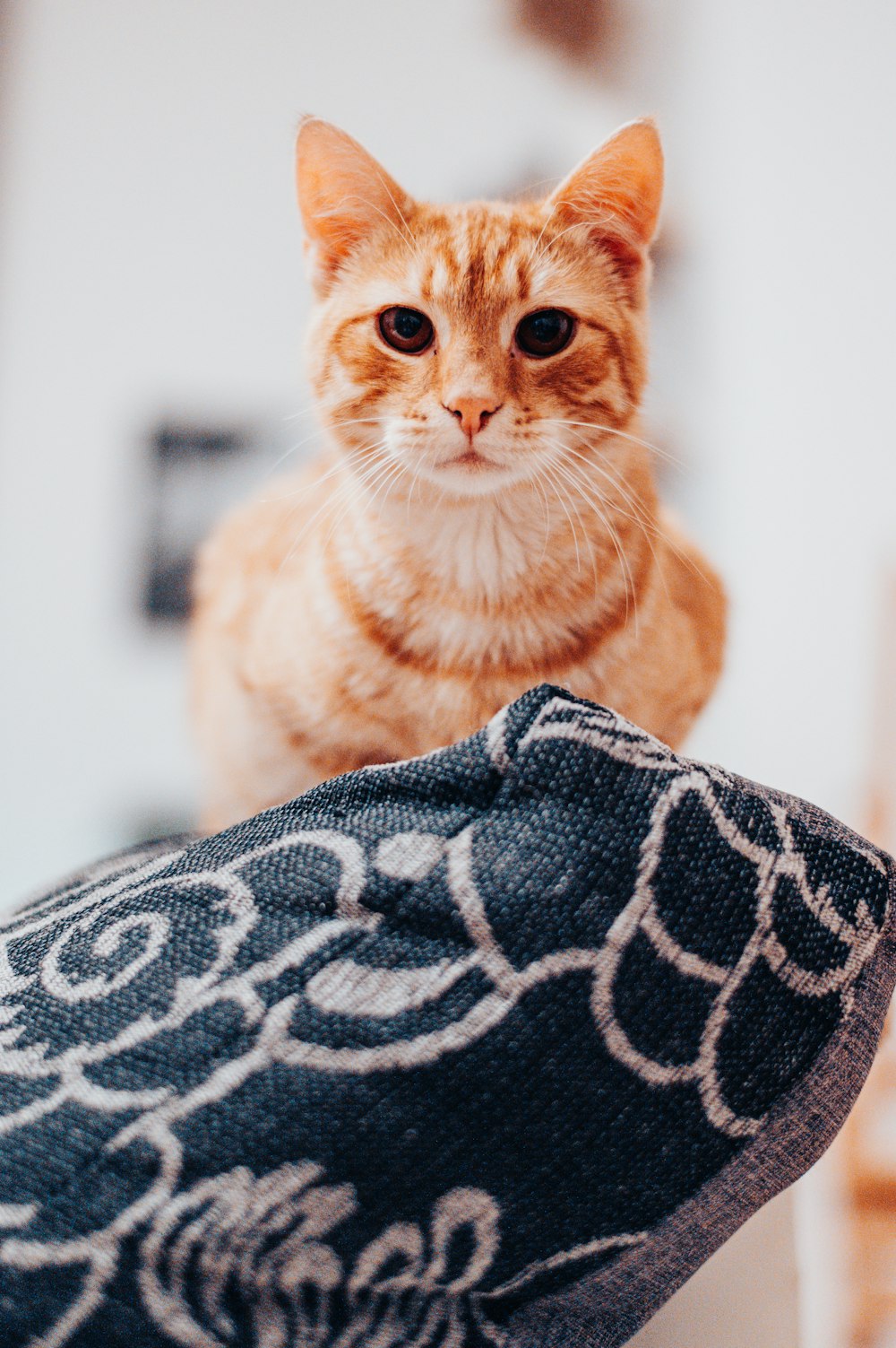 orange tabby cat on black and white textile