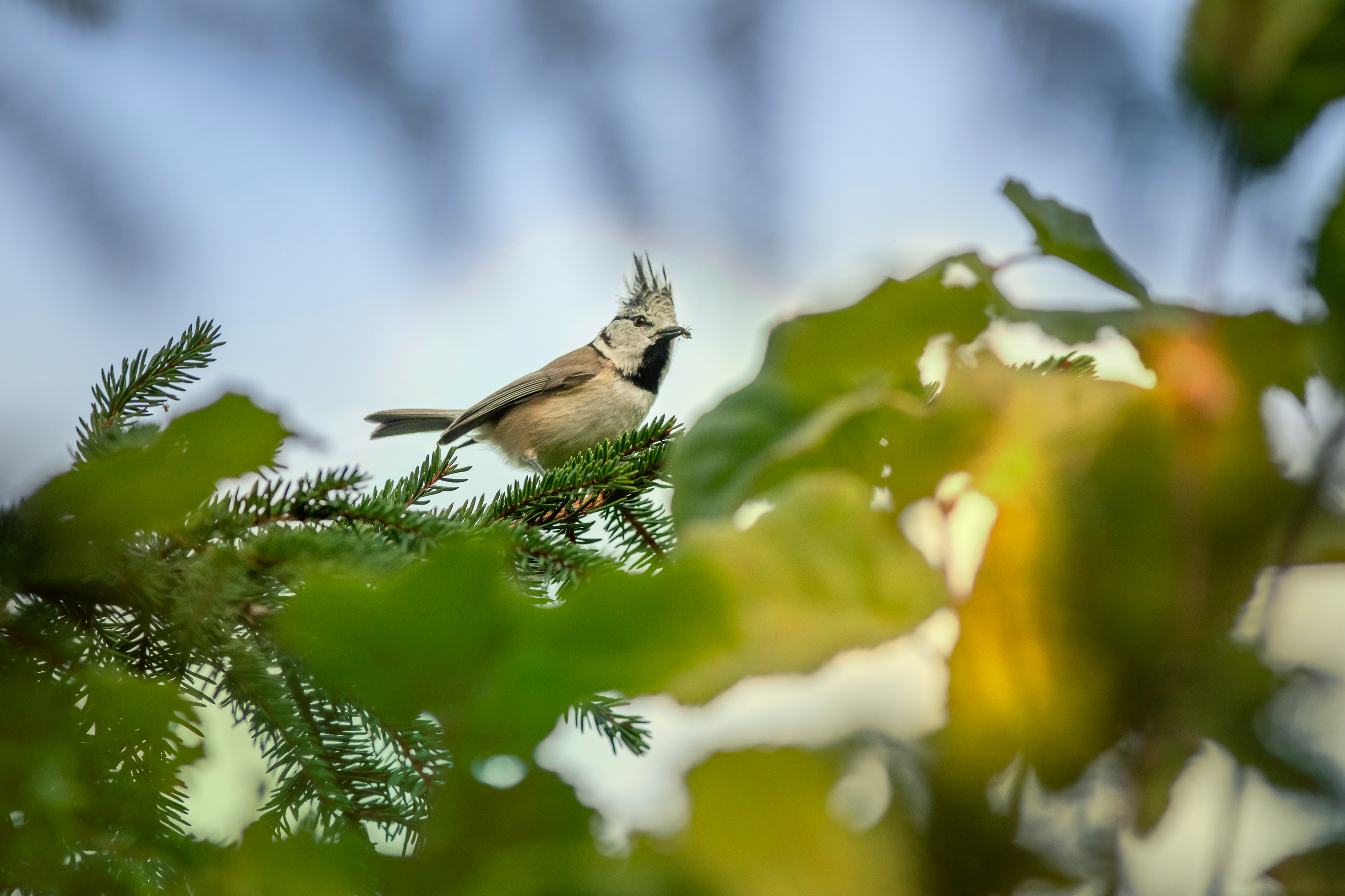 white and black bird on tree branch