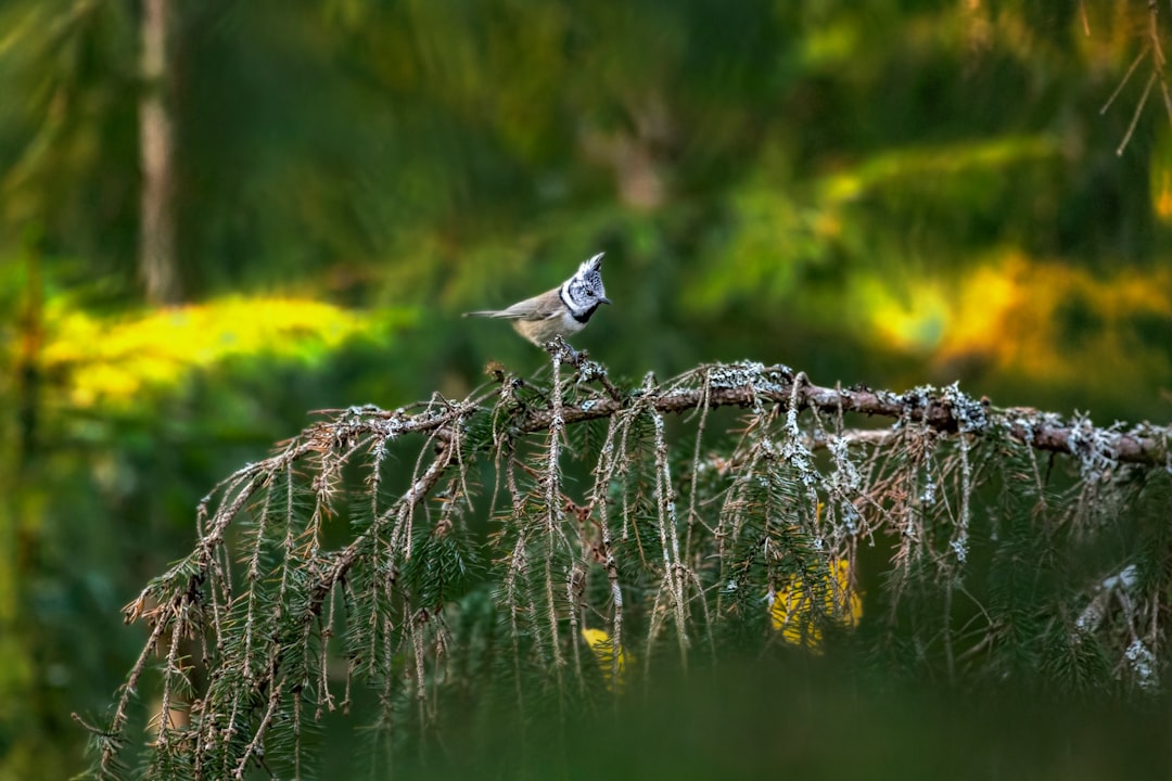 white and black bird on brown tree branch during daytime