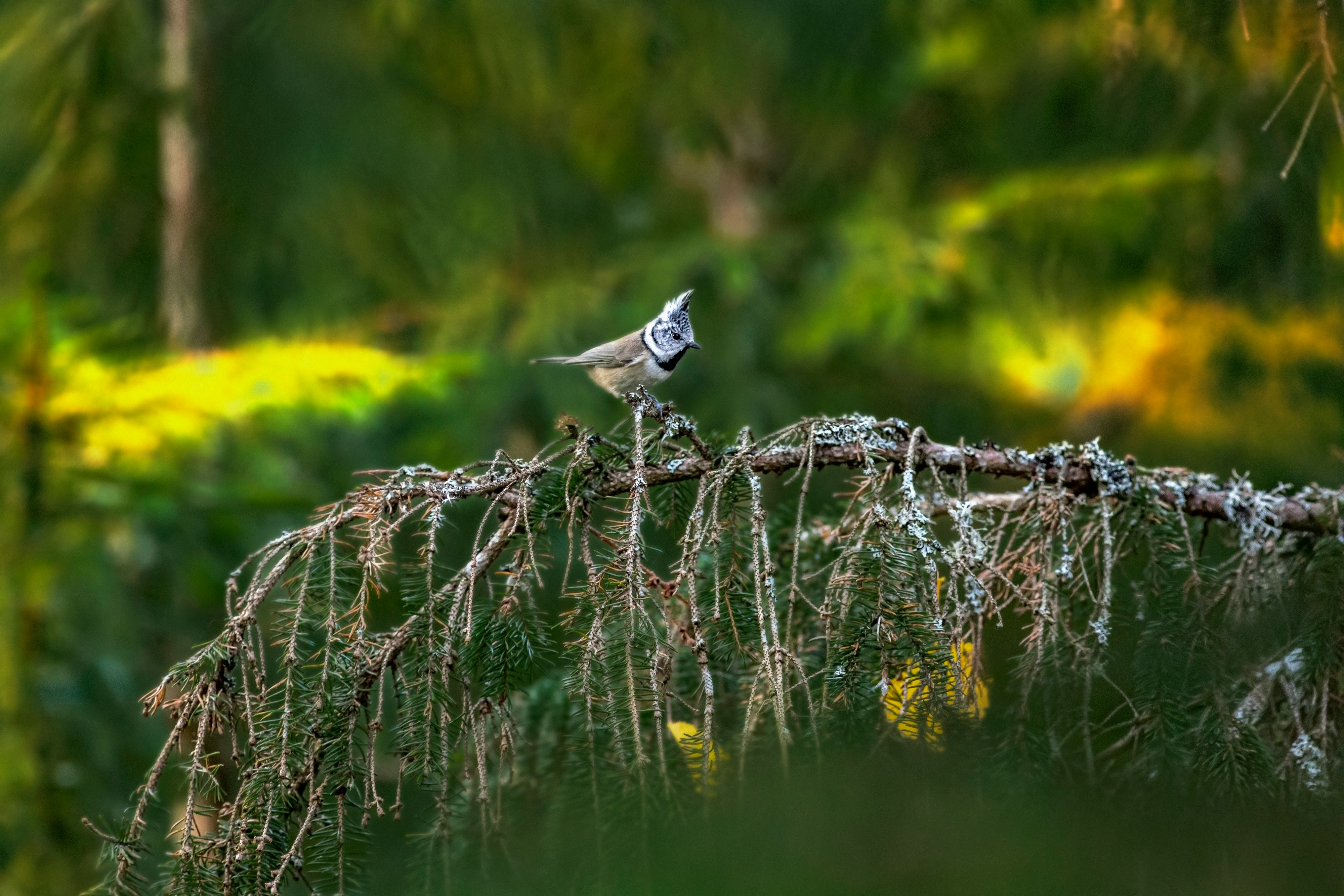 white and black bird on brown tree branch during daytime