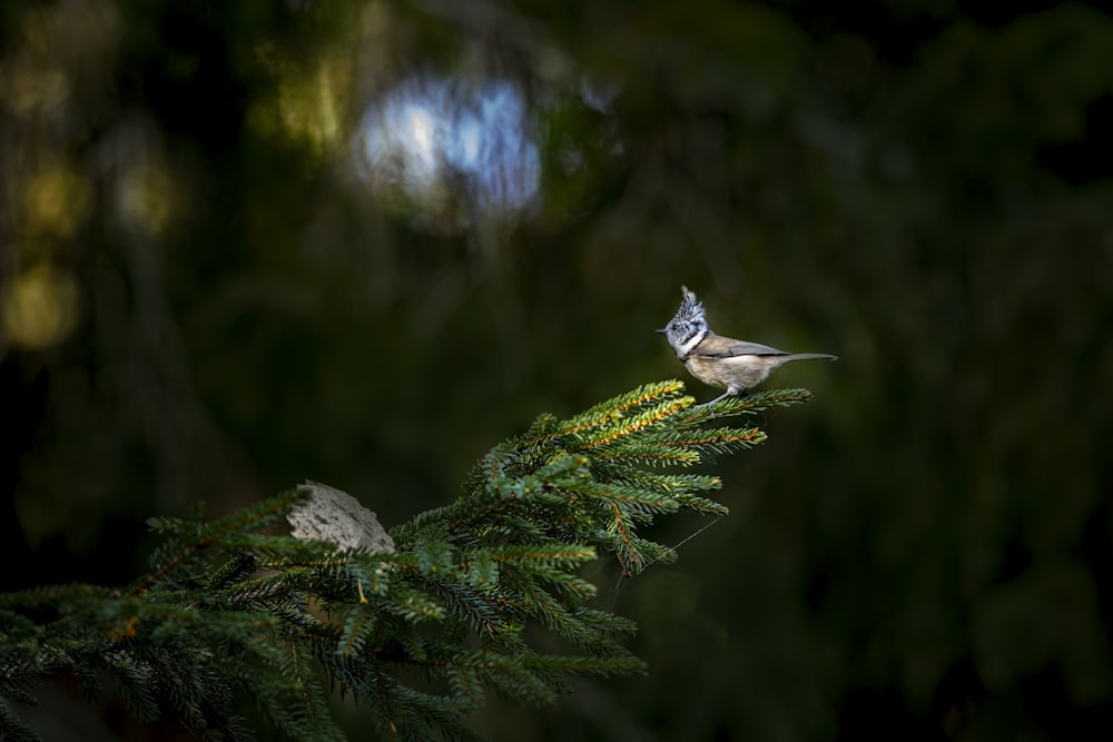 brown bird on green tree branch