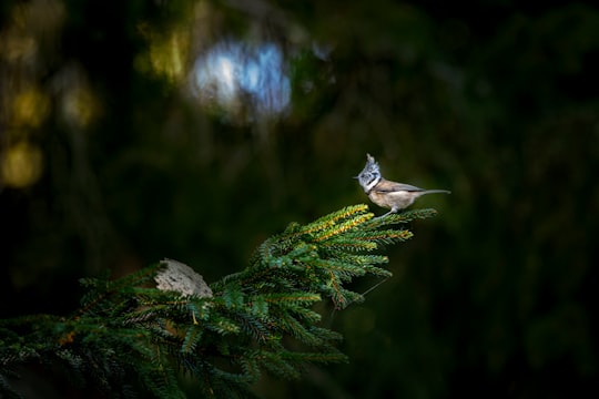 brown bird on green tree branch in Pikva Estonia