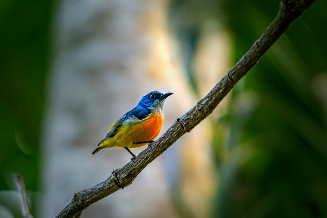 blue and yellow bird on tree branch