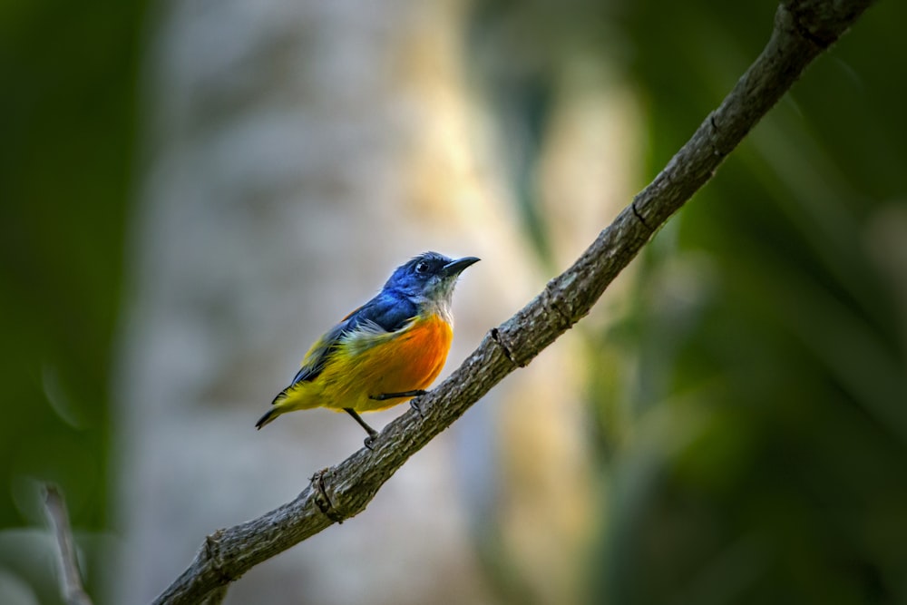pájaro azul y amarillo en la rama de un árbol
