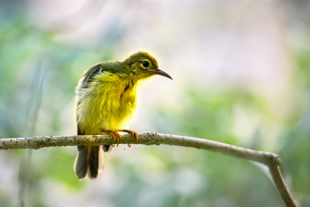 a small yellow bird sitting on top of a tree branch