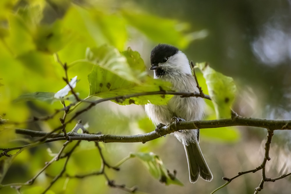 white and black bird on green leaf tree during daytime