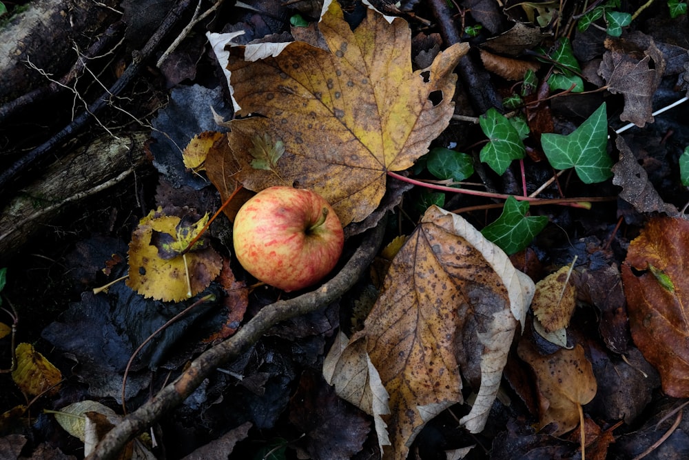 brown and green leaves on ground