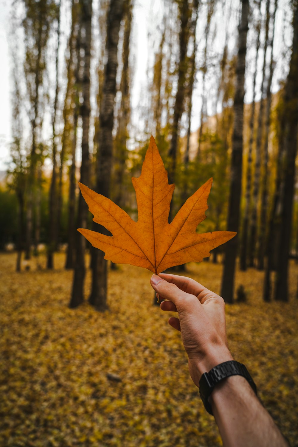 person holding brown maple leaf