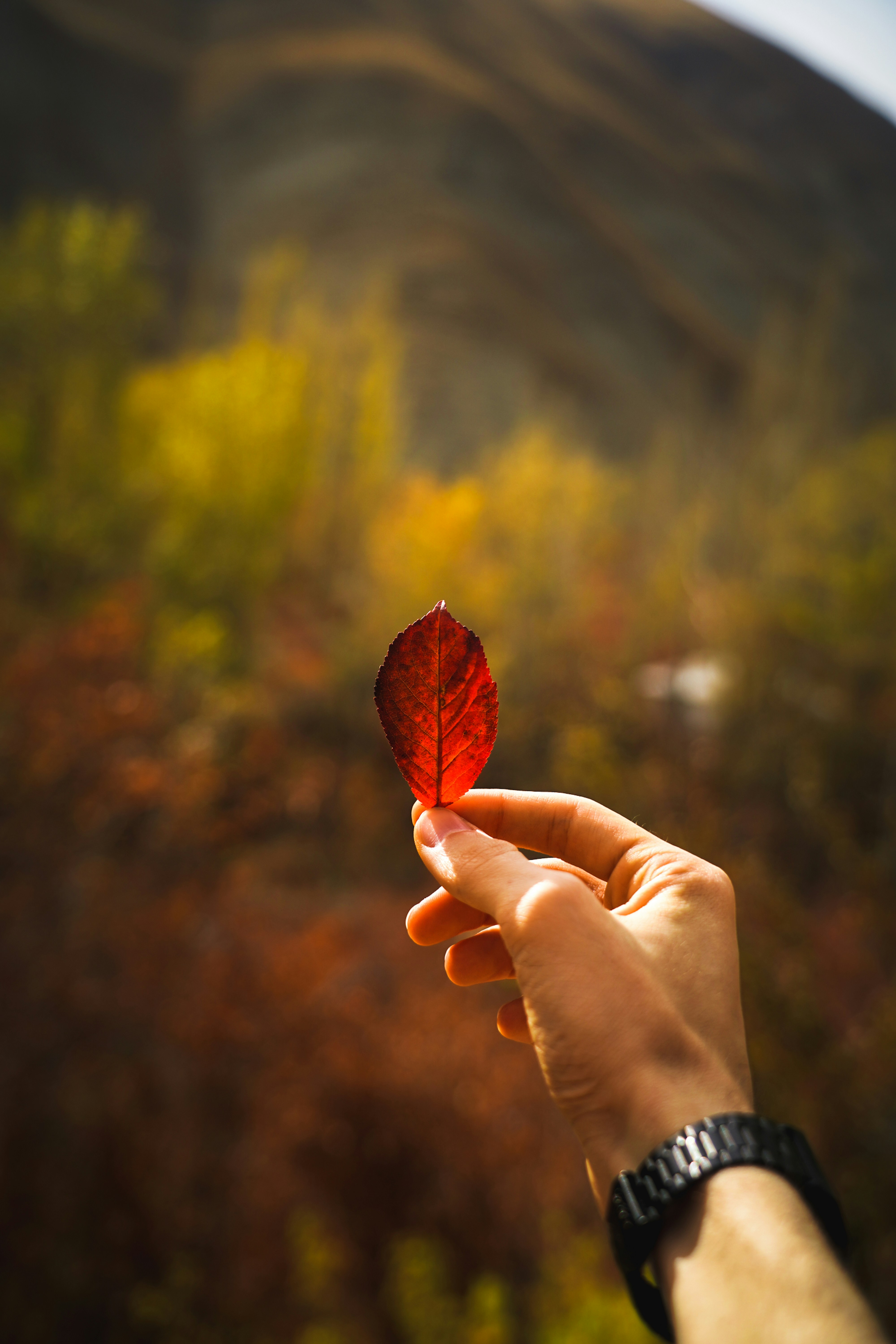 Photo by kiarash_mansouri