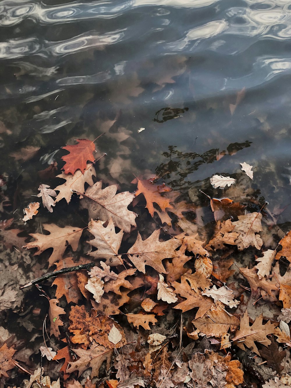 brown dried leaves on water